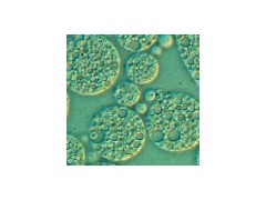 想買優(yōu)質(zhì)低血清細(xì)胞培養(yǎng)基，就來賽