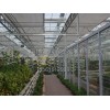哪兒有比較好的山東智能溫室建設(shè)-智能溫室建造