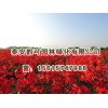 濰坊紅點(diǎn)紅楓_供應(yīng)山東有品質(zhì)的紅點(diǎn)紅楓