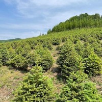 出售:青扦云杉1.5米—2米，30*30定值杯苗，數(shù)據(jù)1萬(wàn)棵